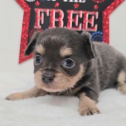 Liz - Blue and tan female Chihuahua puppy in Clinton, Missouri from RockyTop Hearts