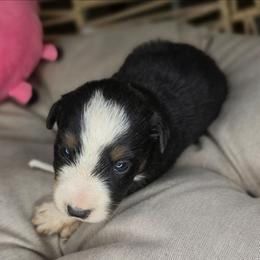 One - Black tri female Miniature Australian Shepherd puppy in Lincoln, California from Elegant Aussies
