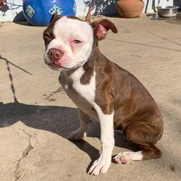 Boston Terrier and Rottweiler Puppies from Ronnie Dreher's Boston Terriers