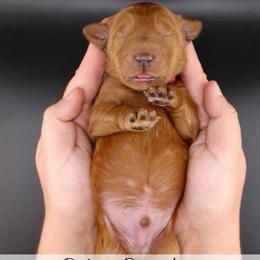 Fudge - Red  male Goldendoodle puppy in Comanche, Texas from Central Texas Doodles, LLC.
