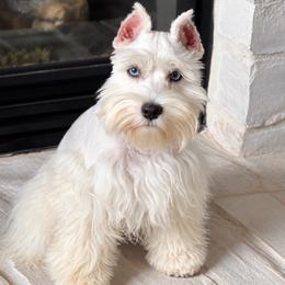 Eden - Miniature Schnauzer