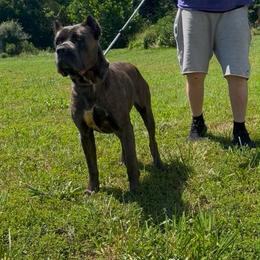 Cane Corso puppies from Bellissima Cala Cane Corso