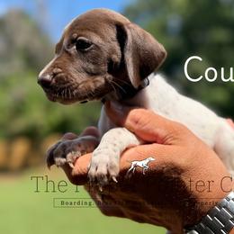 Courage - male German Shorthaired Pointer puppy in Six Mile, South Carolina from The Proper Pointer Co.