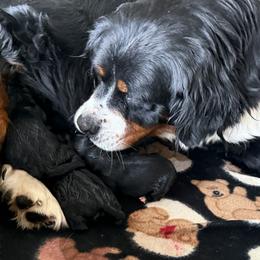 Girl 4 - female Golden Mountain Dog puppy in Loveland, Colorado from Grateful Bernese & Gage's Goldens