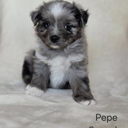 Pepe - Blue merle male Miniature Australian Shepherd puppy in Bethel Springs, Tennessee from Debbie's Miniature Australian Shepherds