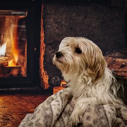 Molly - Morkie