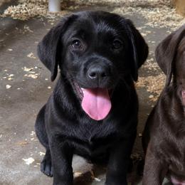Black Girl 1 - Black female Labrador Retriever puppy in Andrews, South Carolina from Leyland Cypress Retrievers