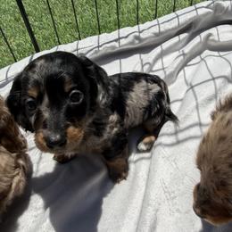 Dachshund Puppies from Pretty Dachshunds 661