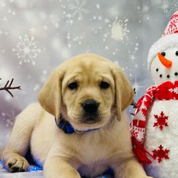 Labrador Retrievers from Crows Nest Labradors