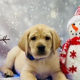 Labrador Retrievers from Crows Nest Labradors