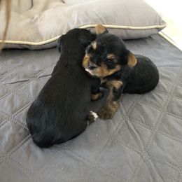 Yorkshire Terrier Puppies from Happy Little Yorkies