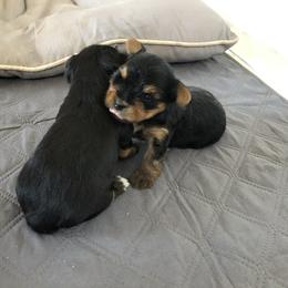 Yorkshire Terrier Puppies from Happy Little Yorkies