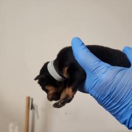 Boy 3 - Black and tan male Rottweiler puppy in San Antonio, Texas from Angel Rottweilers