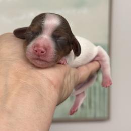 Girl 2 - female Dachshund puppy in Lakeland, Florida from Elite Doxies Florida