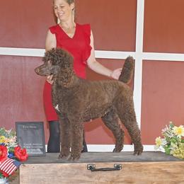 Lily - Poodle