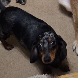 Daisy Mae - Dachshund