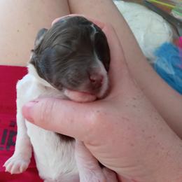 Poodle Puppies from Reeves Family Standard Poodles