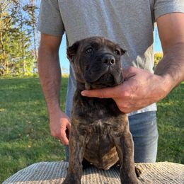 Girl 1 - Chestnut brindle female Cane Corso puppy in Jones, Michigan from Woodlands Cane Corso
