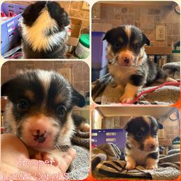 Trooper - Black and tan male Pembroke Welsh Corgi puppy in Purcell, Oklahoma from Lewis Aussie’s & Corgi’s