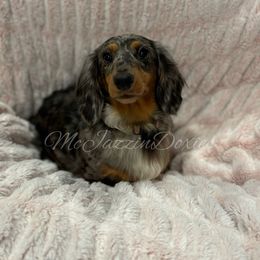 Daisy 🌼 - Dachshund