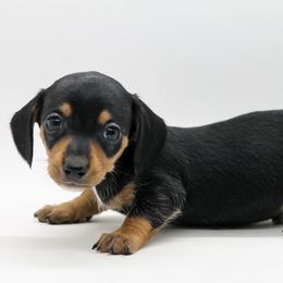 Male 5 - Black and tan male Dachshund puppy in Childress, Texas from Taylor Farms