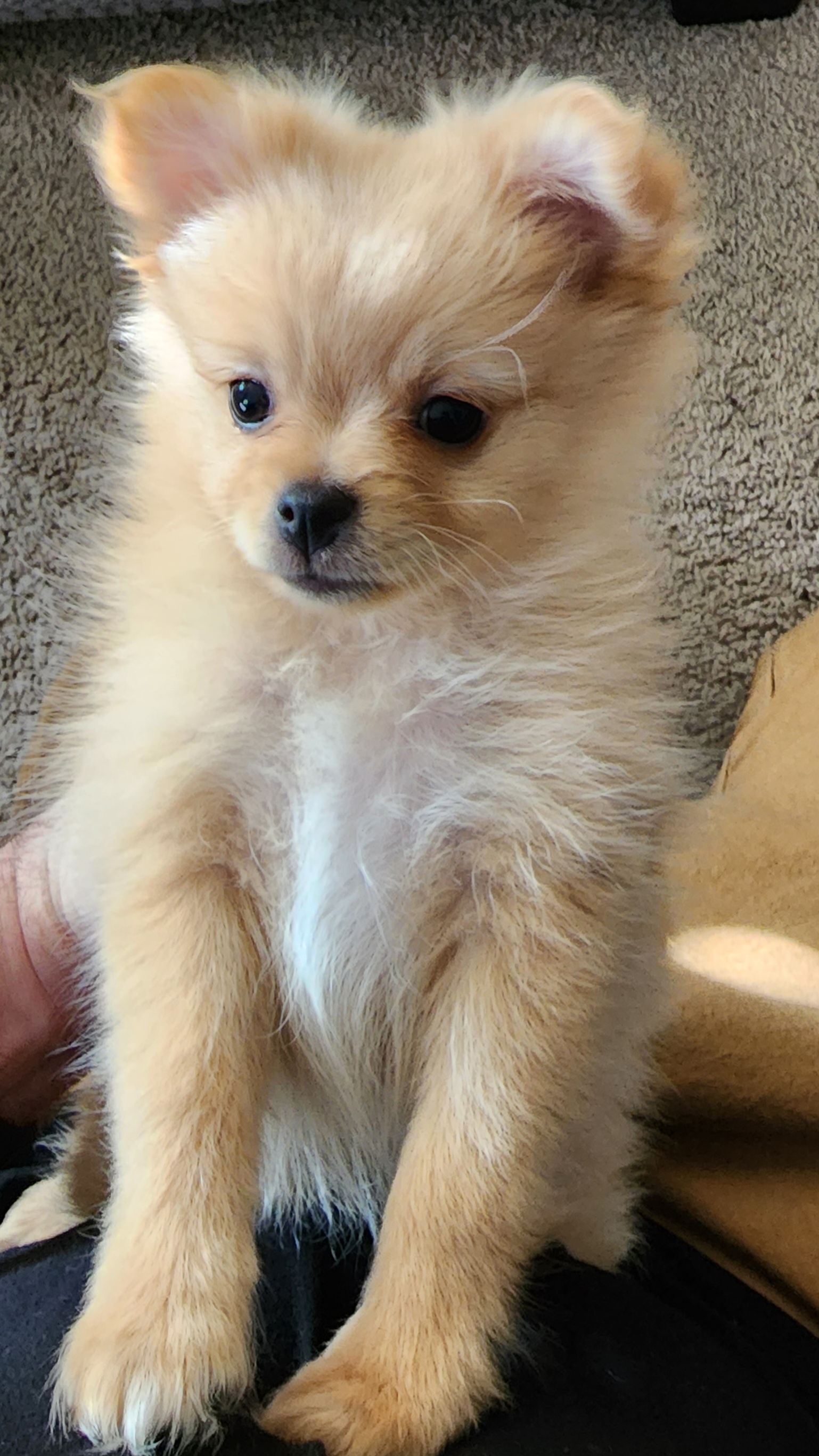 Pomeranian Puppies from Fire Dove Pom