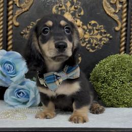 Jackson 2199. - Black and cream male Dachshund puppy in Collins, Georgia from Liberty Longhair Dachshunds