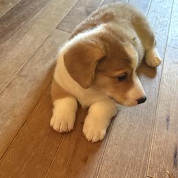 Ralphie - Sable male Pembroke Welsh Corgi puppy in Sterling, Connecticut from Corgi Cottage