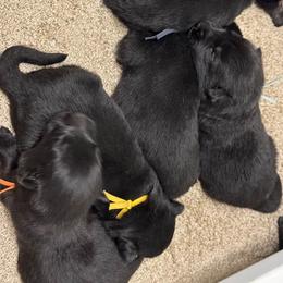Boy 1 - male German Shepherd puppy in Hancock, New Hampshire from Kysarah German Shepherds