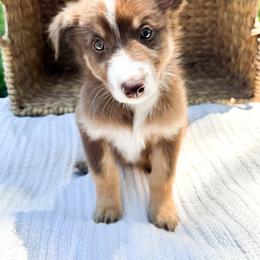 Cove - Red tri-color male Australian Shepherd puppy in Unionville, Iowa from Soap Creek Kennels