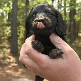 Ruthie - Brindle female Dachshund puppy in Dinwiddie, Virginia from White Oak Kennels