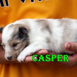 Shetland Sheepdog puppies from Mountain High Kennels