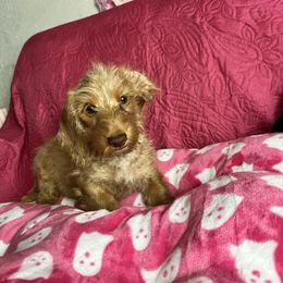 Mike - Wheaten male Dachshund puppy in Lake City, Florida from My Ditzy Doxies of Florida