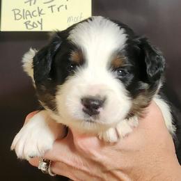 Dottie boy 3 - Black tri male Miniature Australian Shepherd puppy in Hampton, Tennessee from TC Farms Stock Dogs - Miniature Australian Shepherds