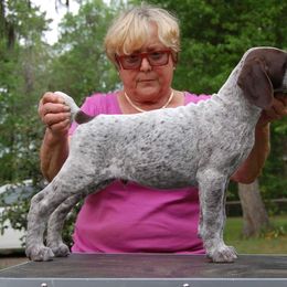 German Shorthaired Pointer Puppies from Wyndbourne German Shorthaired Pointers