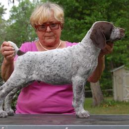 German Shorthaired Pointer Puppies from Wyndbourne German Shorthaired Pointers
