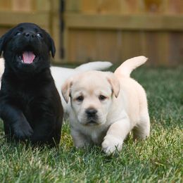 Labrador Retriever Puppies from Jamboree Labradors