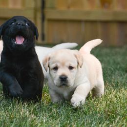 Labrador Retriever Puppies from Jamboree Labradors