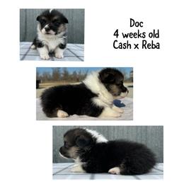 Doc - Black and tan male Pembroke Welsh Corgi puppy in Stephenville, Texas from Rising JM Pembrokes