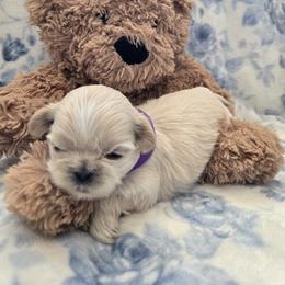 Lily - Gold and white female Shih Tzu puppy in Surprise, Arizona from Ashlee's Shih Tzus