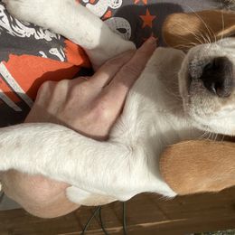 Beagle Puppies from Daisy Mountain Beagles