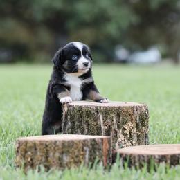 Lyra - Blue merle female Miniature Australian Shepherd puppy in White Oak, Texas from Triple Lake Ranch Miniature Australian Shepherds