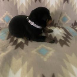 Boy 4 - Black and rust male Rottweiler puppy in Detroit, Michigan from Rottweiler Land