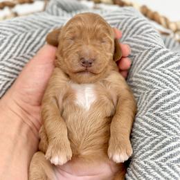 Sandy - Apricot female Goldendoodle puppy in Queen Creek, Arizona from Goldendoodle AZ