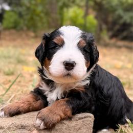 Venom - Tri-color male Bernedoodle puppy in Sandy, Oregon from MC Doodles