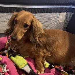 Isaias - Dachshund