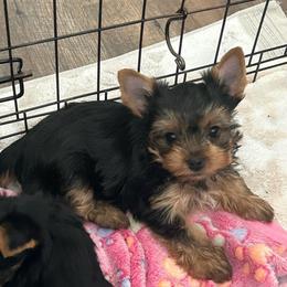 Female 3 - Black and tan female Yorkshire Terrier puppy in Kissimmee, Florida from Bebe AKC Puppies