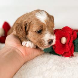 Trinity - Red and white female Cockapoo puppy in Pledger, Texas from Sugarbear Cockapoos