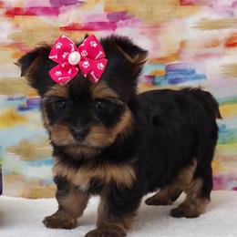 Mia - Blue and gold female Yorkshire Terrier puppy in Monticello, Iowa from Ashley’s Puppies