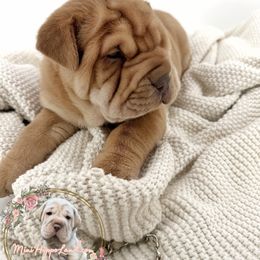 Chestnut - Cream male Companion Cross puppy in Hugo, Oklahoma from Mini Hippo Land